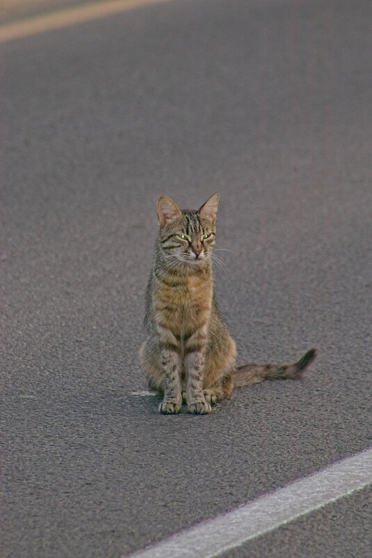 Дорогу надо правильно переходить гражданин. - Giant Tao /