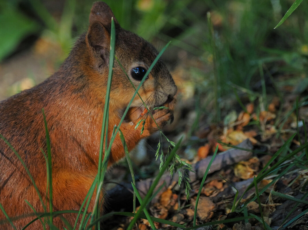 Ореховая дегустация - Магомед .