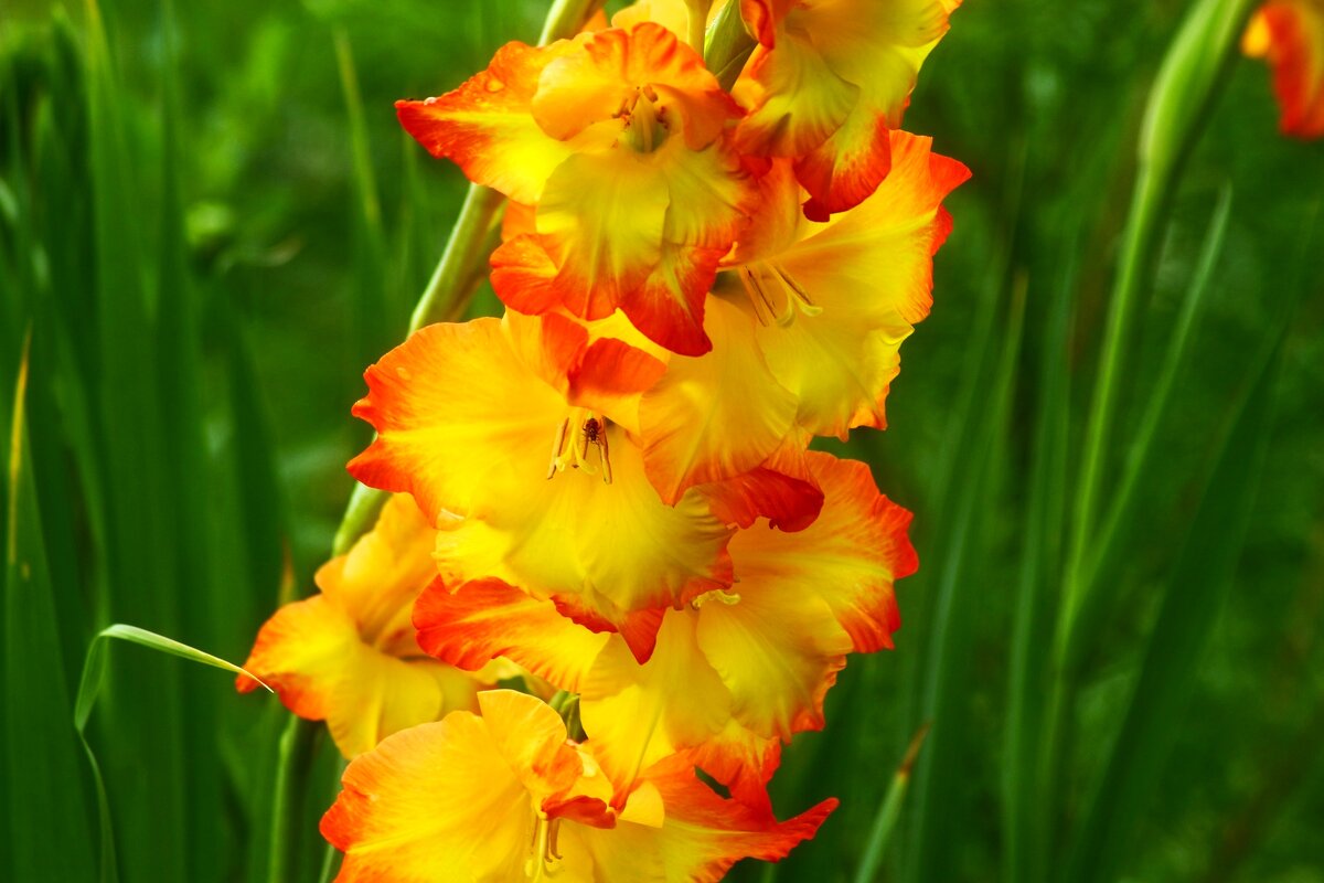 Пора гладиолусов - Юрий. Шмаков Пора гладиолусов - Юрий. Шмаков