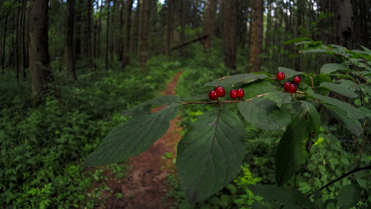 По Лесным Дорожкам - юрий поляков