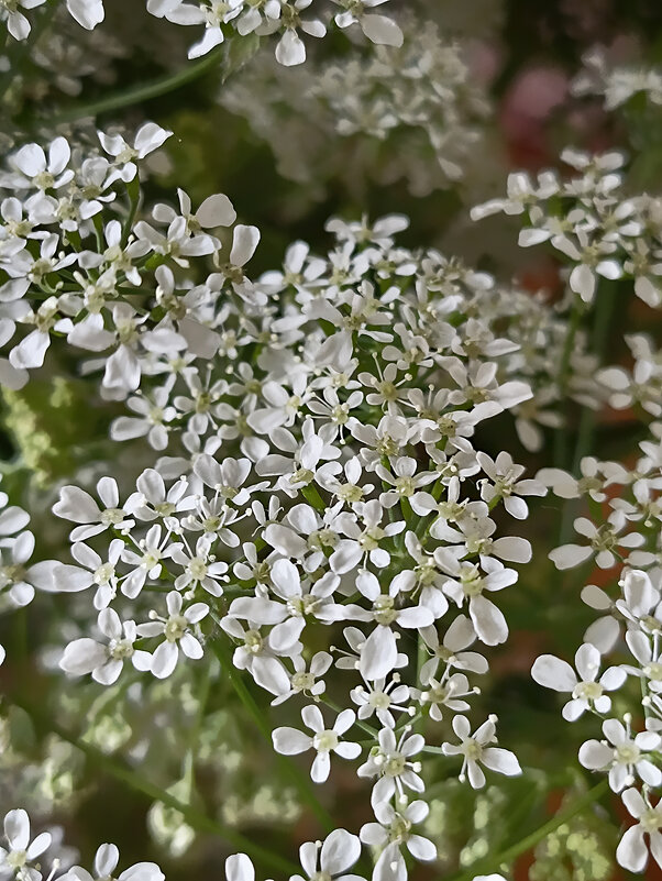 Спирея. - Лилия *