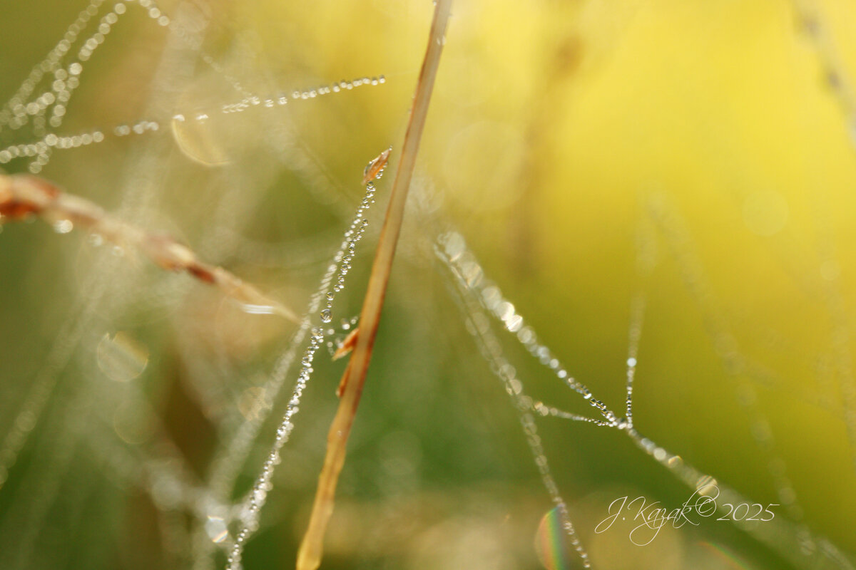 *** - Елена Kазак (selena1965)