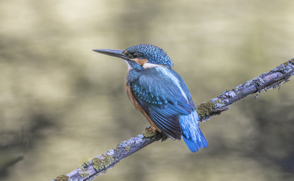зимородок - юрий макаров