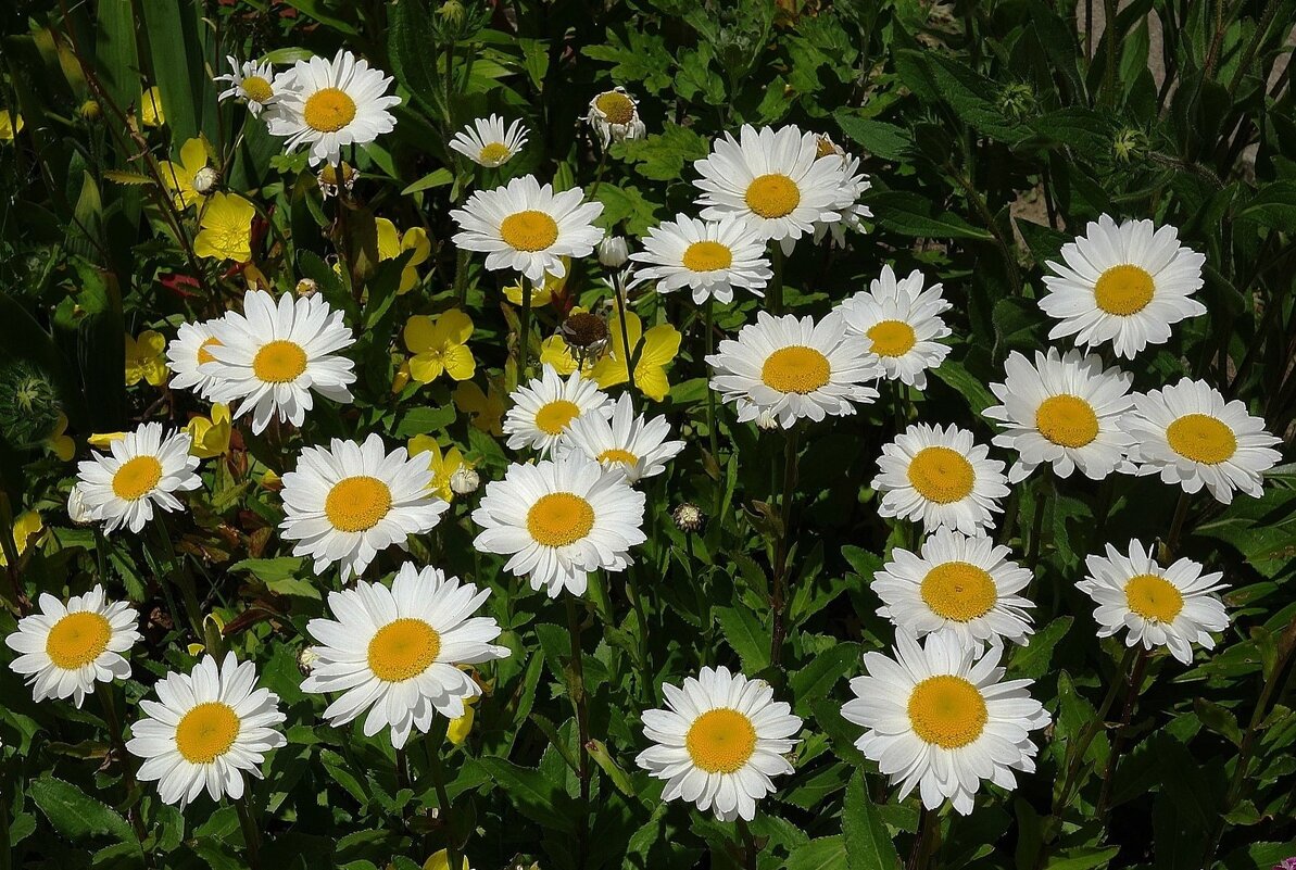 Ромашки - Рита Симонова