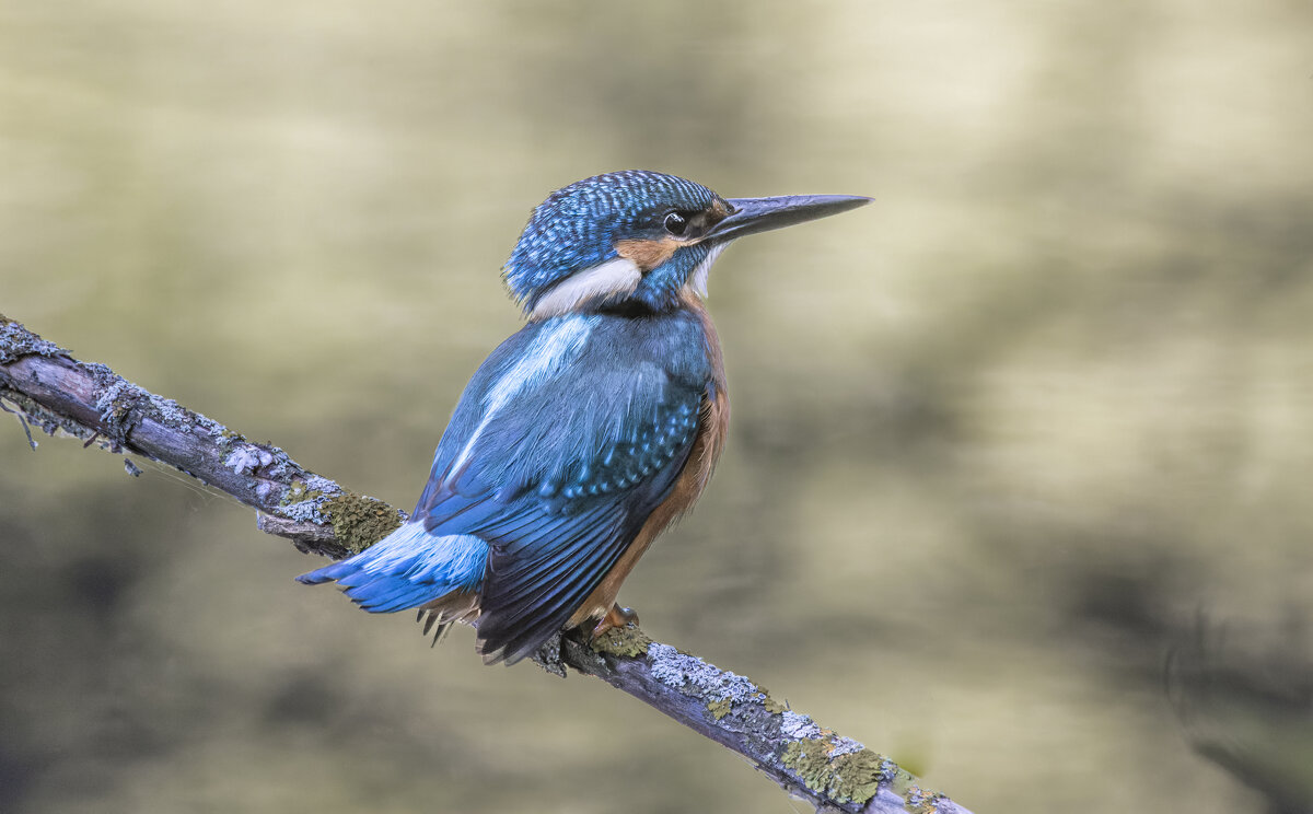 зимородок - юрий макаров