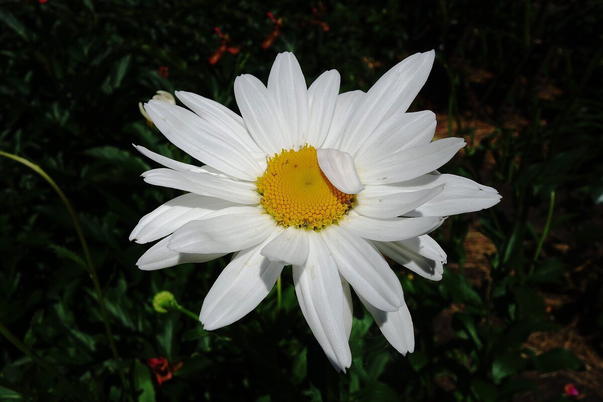 Ромашки - Рита Симонова