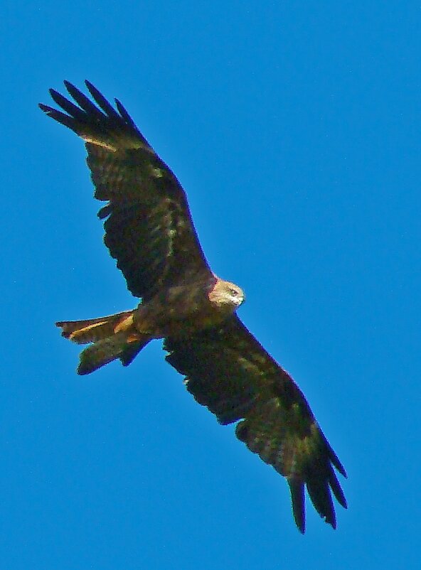 черный коршун - gawrilа - dan