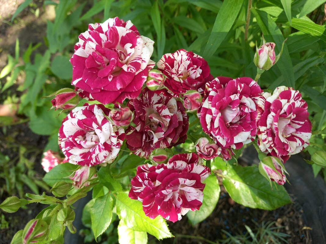 Розочки - BoxerMak Mak