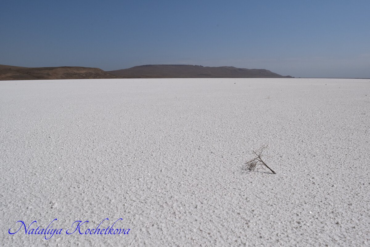 Природа Крыма - Amazing Cosmea Природа Крыма - Amazing Cosmea