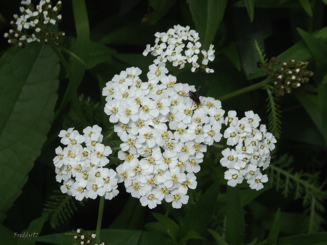 Тысячелистник - Freddy 97