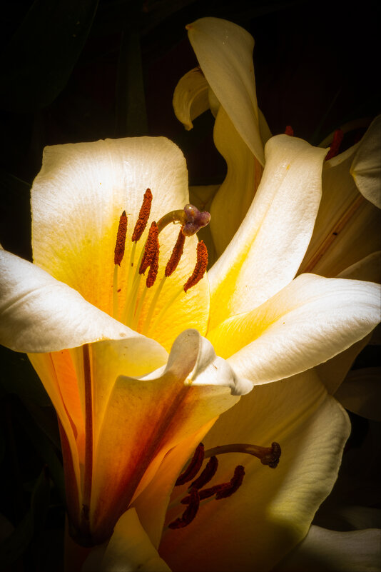 Лилия...наверное. - Николай Мокшин Лилия...наверное. - Николай Мокшин