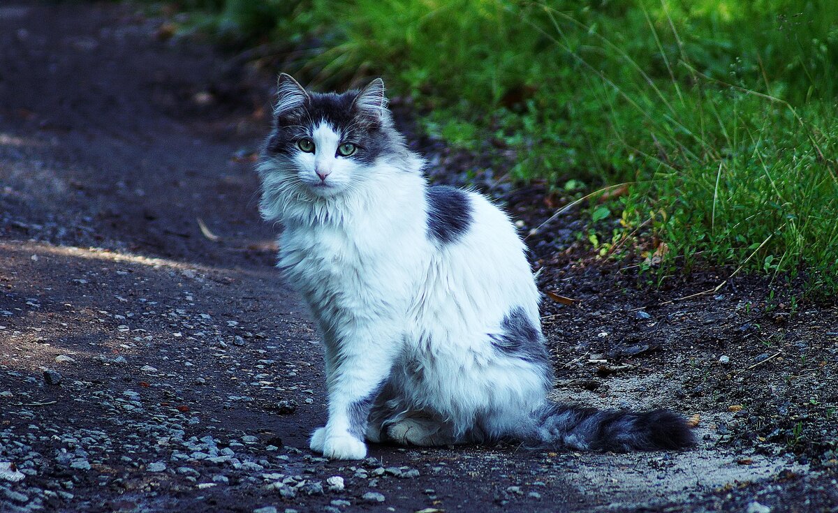 Грация - Леонид leo