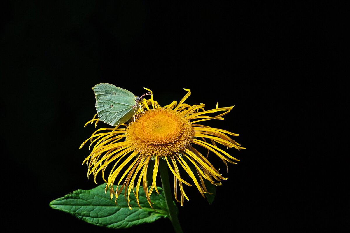 *** - Леонид leo