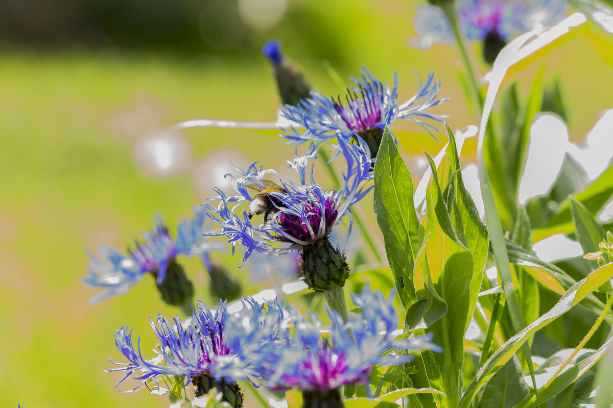 синие цветы - Алексей Булак