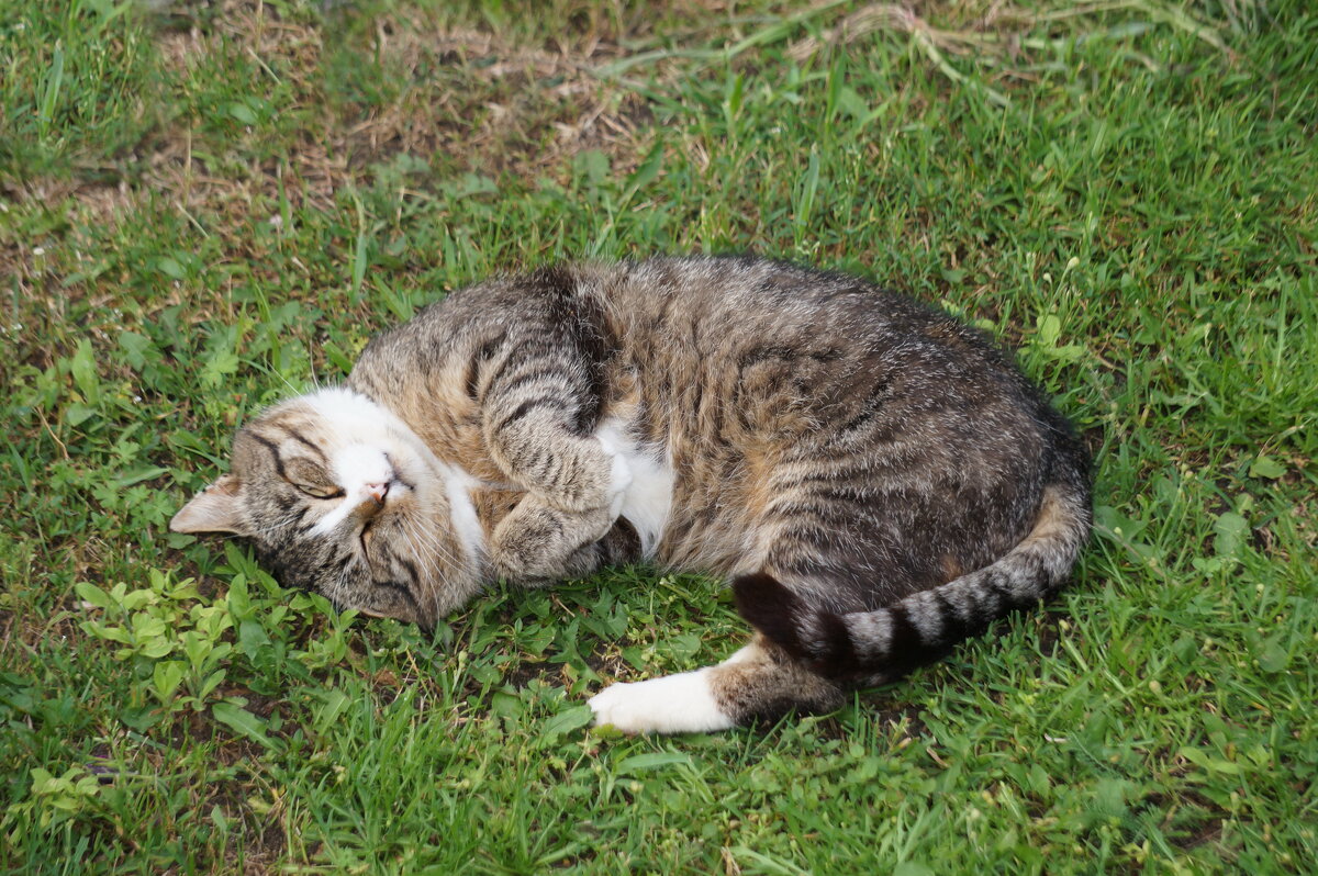 После сытного ужина - Валерий Судачок После сытного ужина - Валерий Судачок