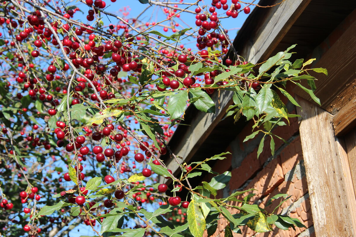 Июль. - Венера Чуйкова Июль. - Венера Чуйкова