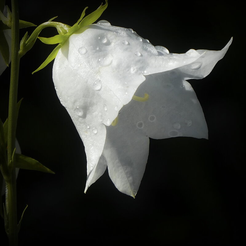 Один из многих... - Владимир Шошин Один из многих... - Владимир Шошин