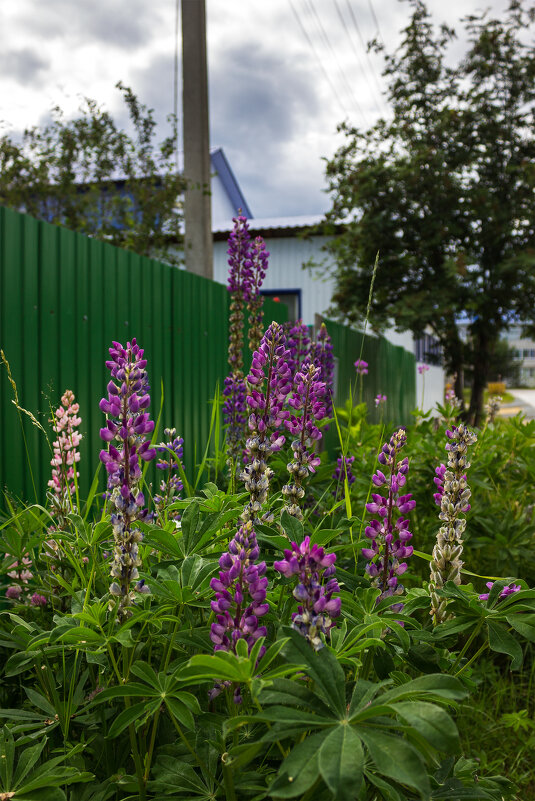 *** - Дмитрий Костоусов