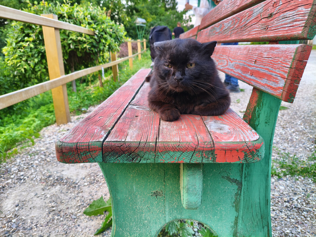 Кот босяк) - Денис Бочкарёв