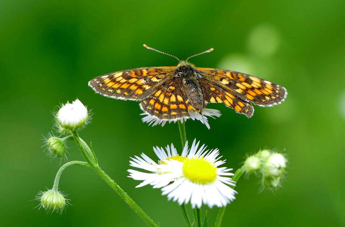 бабочки середины лета 2 - Александр Прокудин бабочки середины лета 2 - Александр Прокудин