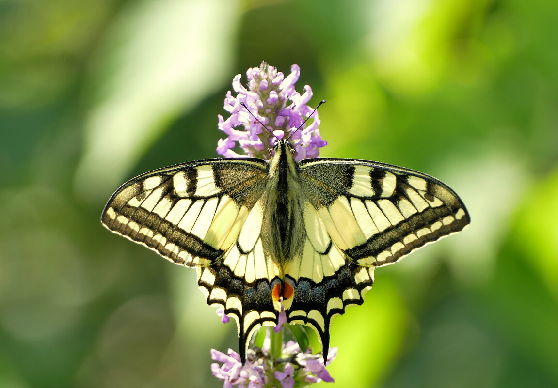 бабочки середины лета 5 - Александр Прокудин бабочки середины лета 5 - Александр Прокудин