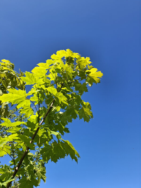 Июльские мгновения - Serega  