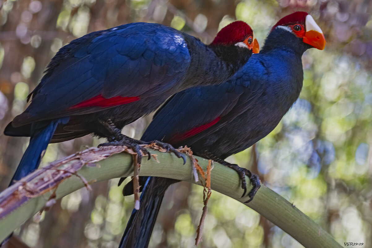 Он и она - Shmual & Vika Retro Он и она - Shmual & Vika Retro