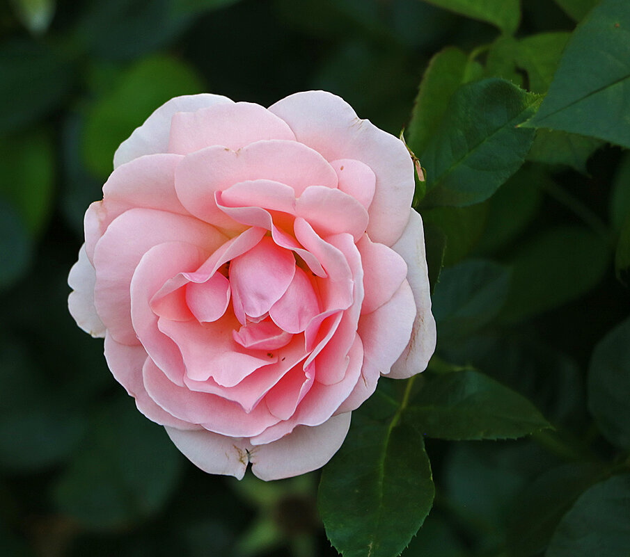 Июльская нежная - Светлана 