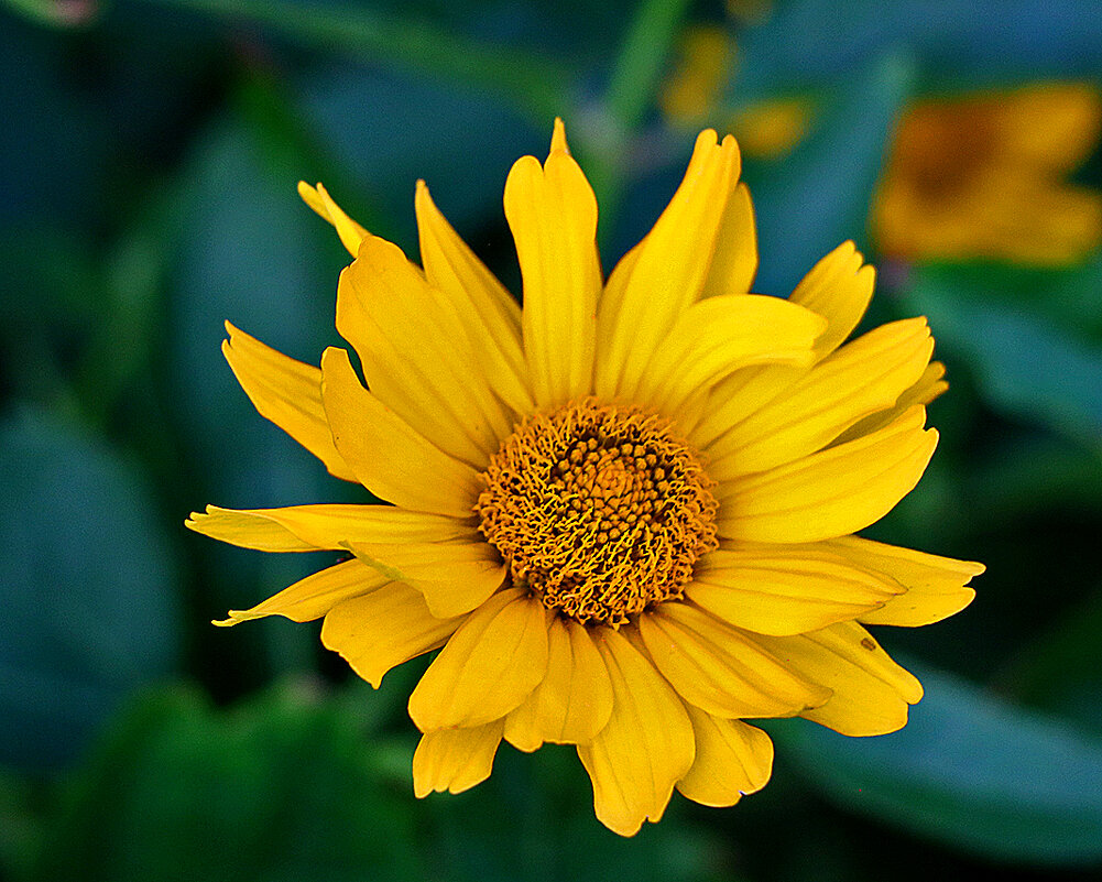 Жёлтая ромашка Гелиопсис - Светлана 