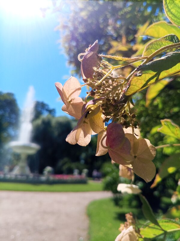 Гортензия - Сапсан 