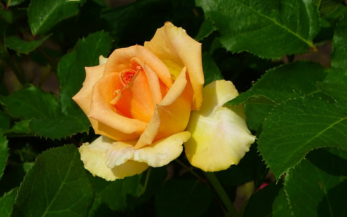 О красоте цветов. - Милешкин Владимир Алексеевич 