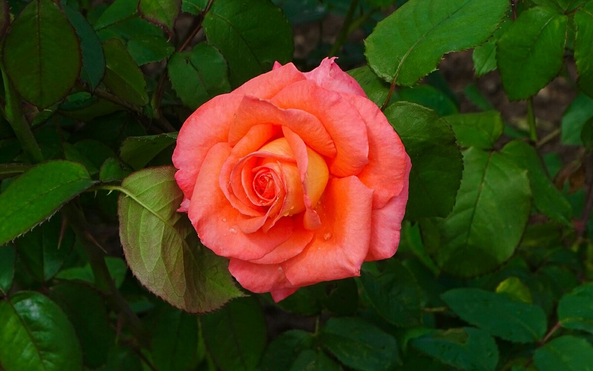 Городские цветы - Милешкин Владимир Алексеевич 