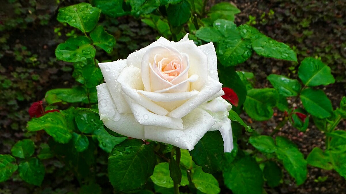 Белая красавица. - Милешкин Владимир Алексеевич 