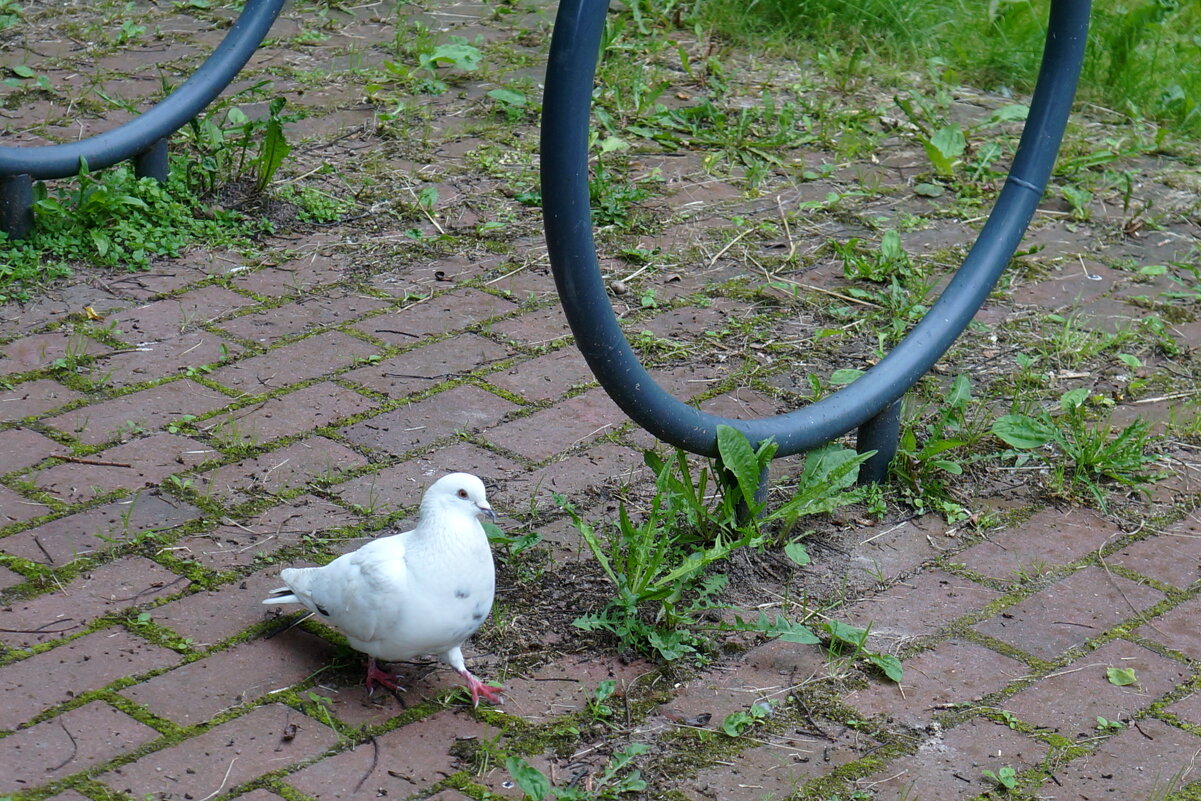 спортивной походкой - zavitok *