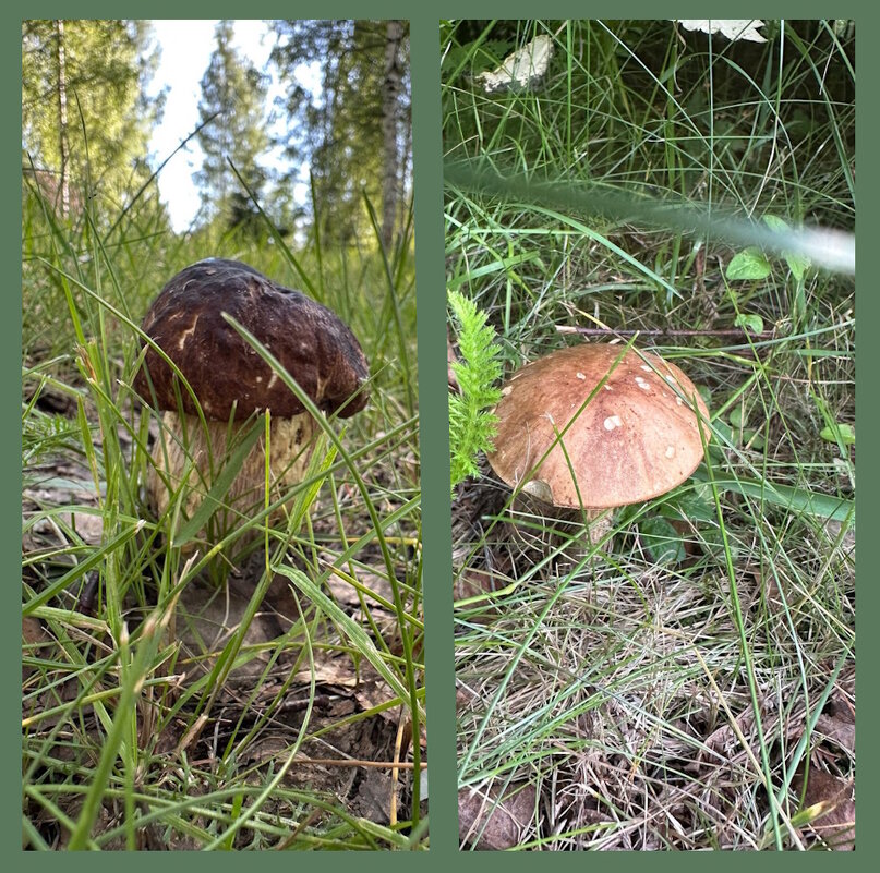 На опушке леса. - Ольга Довженко На опушке леса. - Ольга Довженко