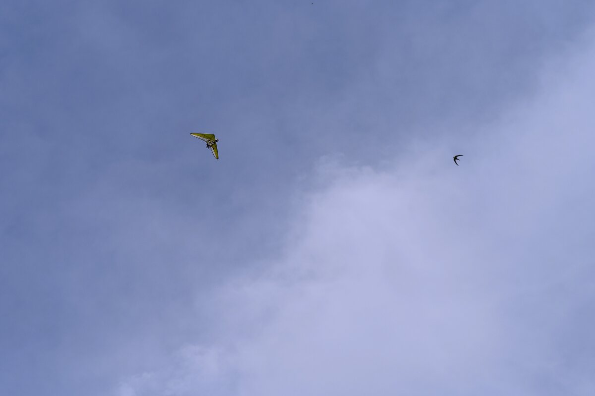 Птицы - Ольга 