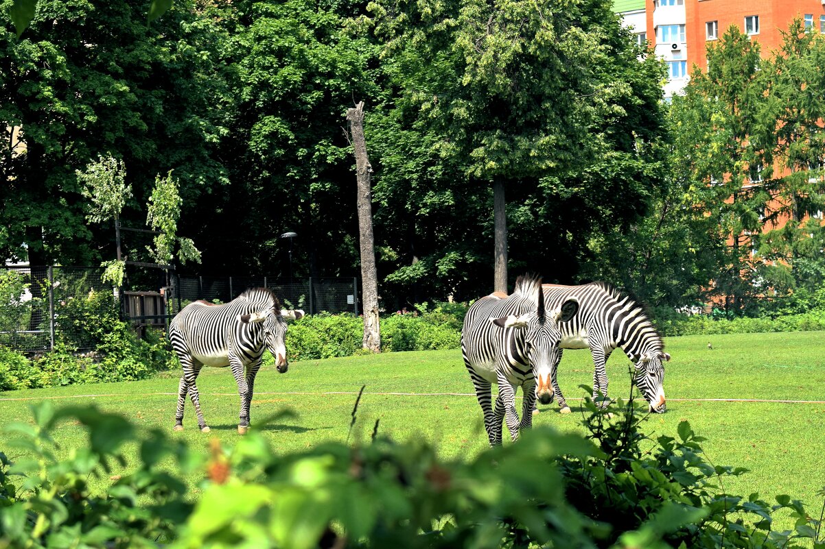 Зебры Греви. - Татьяна Помогалова