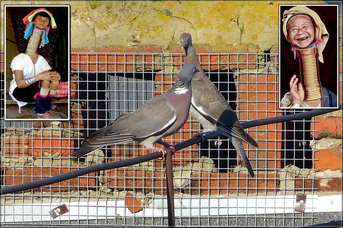 Это у нас семейное - Сеня Белгородский