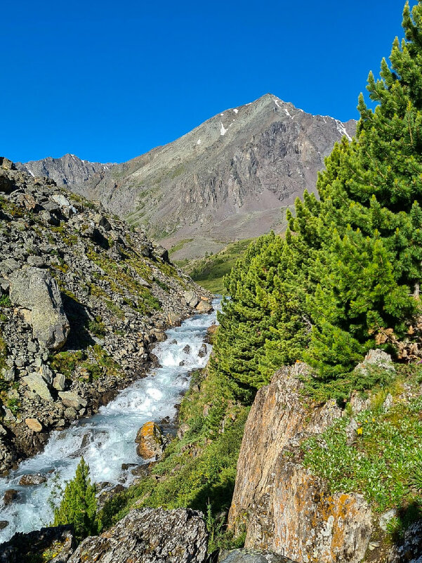 Зелёный, кедровый. - Виктор Фоменко