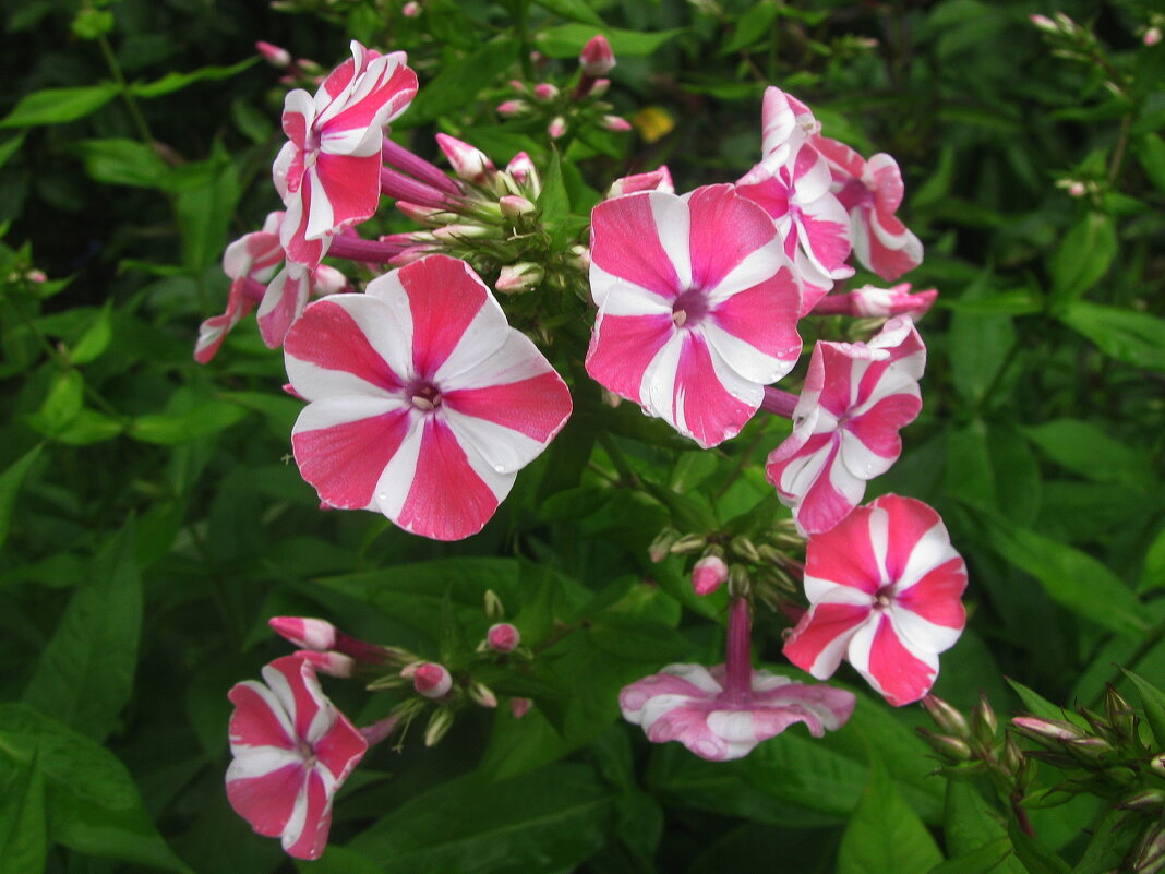 Красота - Людмила Смородинская