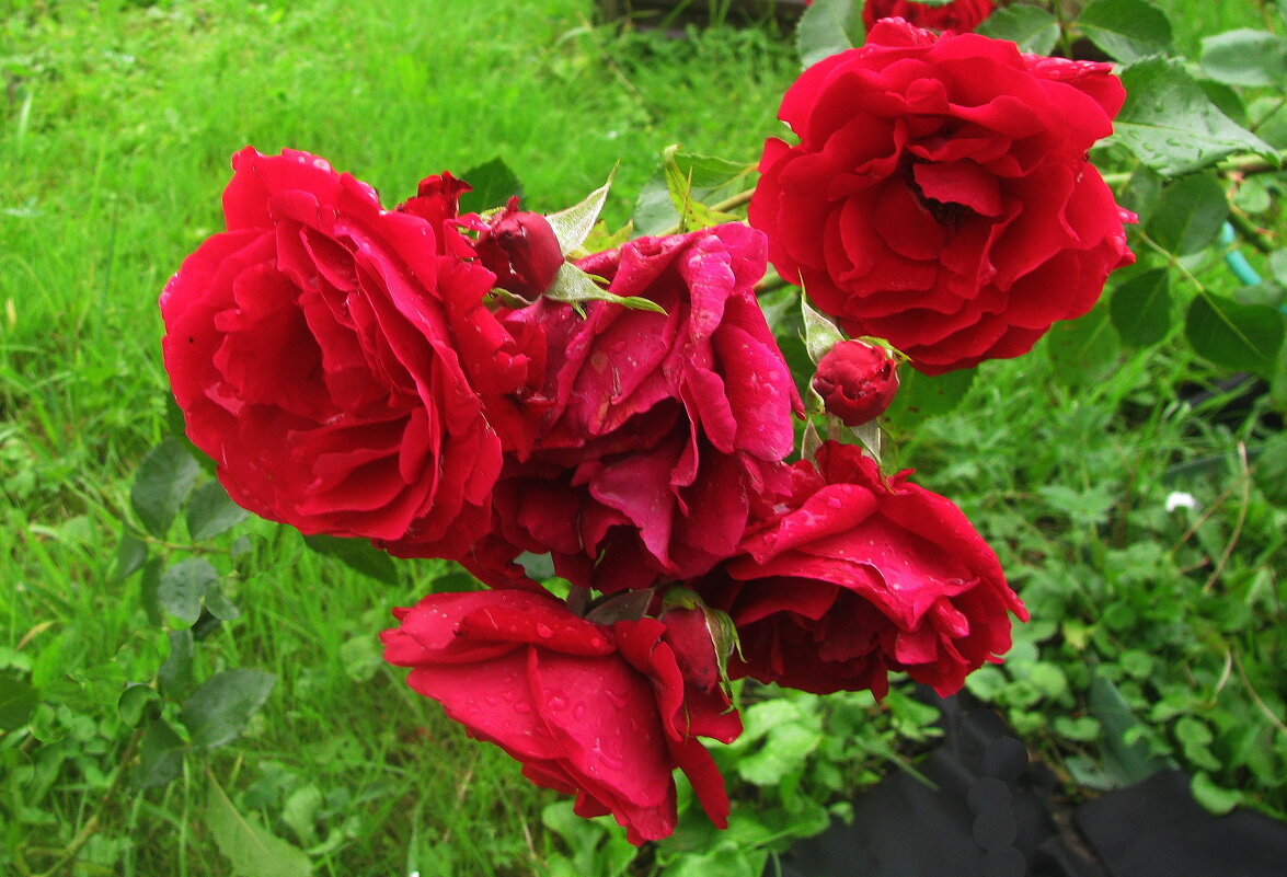 Розочки - Людмила Смородинская