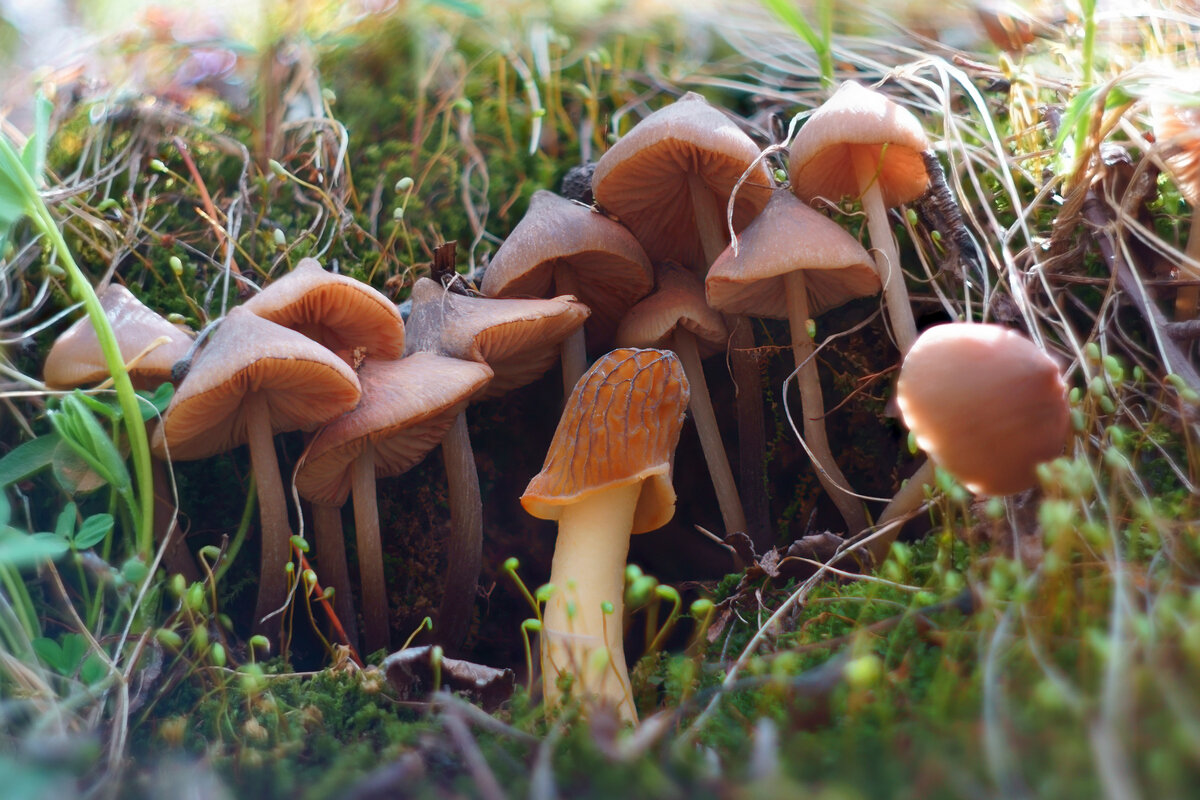 Грибные истории. Ты чьих будешь? - Василий Прудников