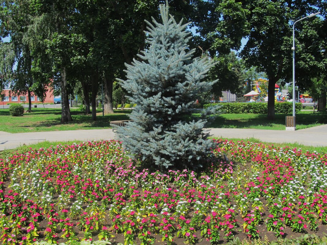 зарисовка - Елена Шаламова