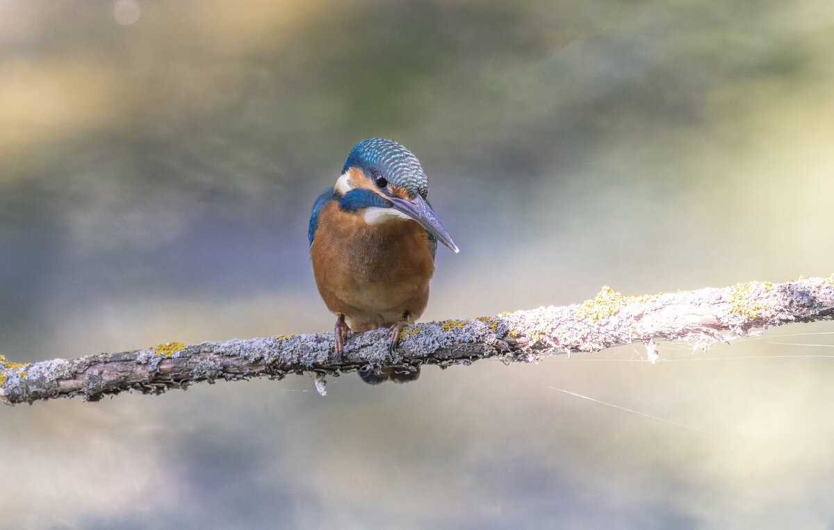зимородок - юрий макаров