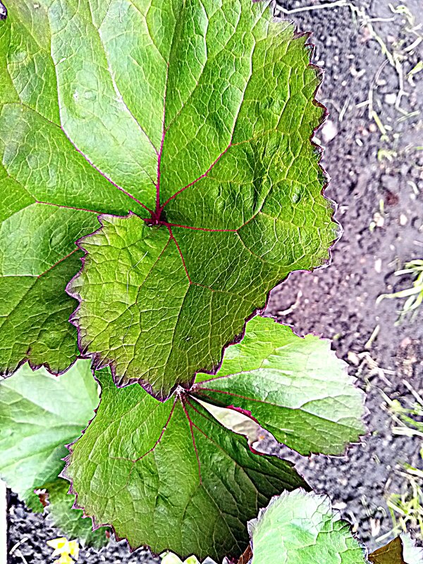 Лето. - Владимир Драгунский