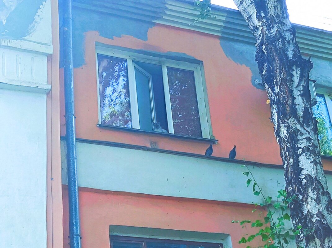 Кошачья охота. - Игорь Солдаткин