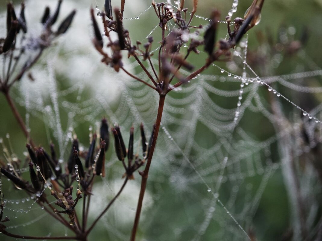 Капли - Екатерина 