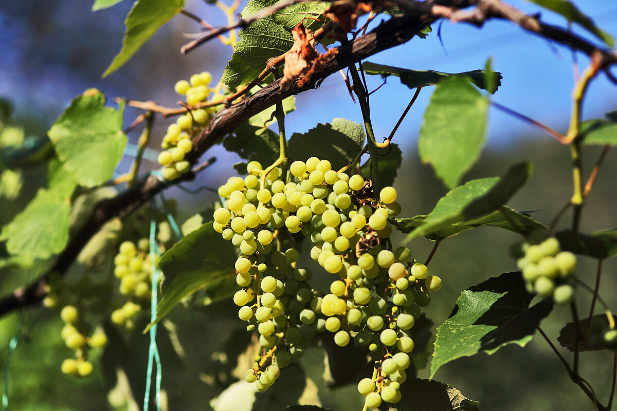На фоне неба - Юрий Гайворонскiий На фоне неба - Юрий Гайворонскiий