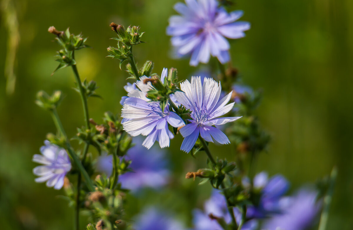 Цикорий. - Sergey (Apg) Цикорий. - Sergey (Apg)