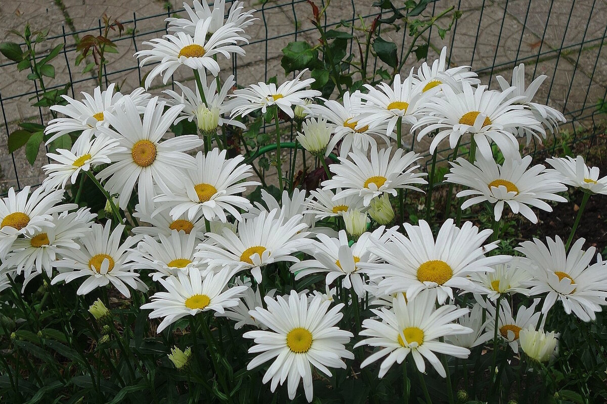 Ромашки - Рита Симонова